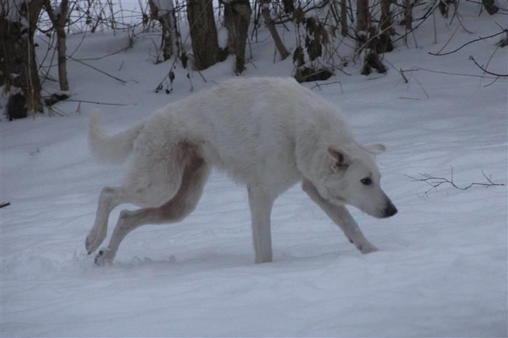 Hvid Schweizisk Hyrdehund Amica White 25.06.2013 - Masser af fart på. Der skal altid ske noget!  billede 5