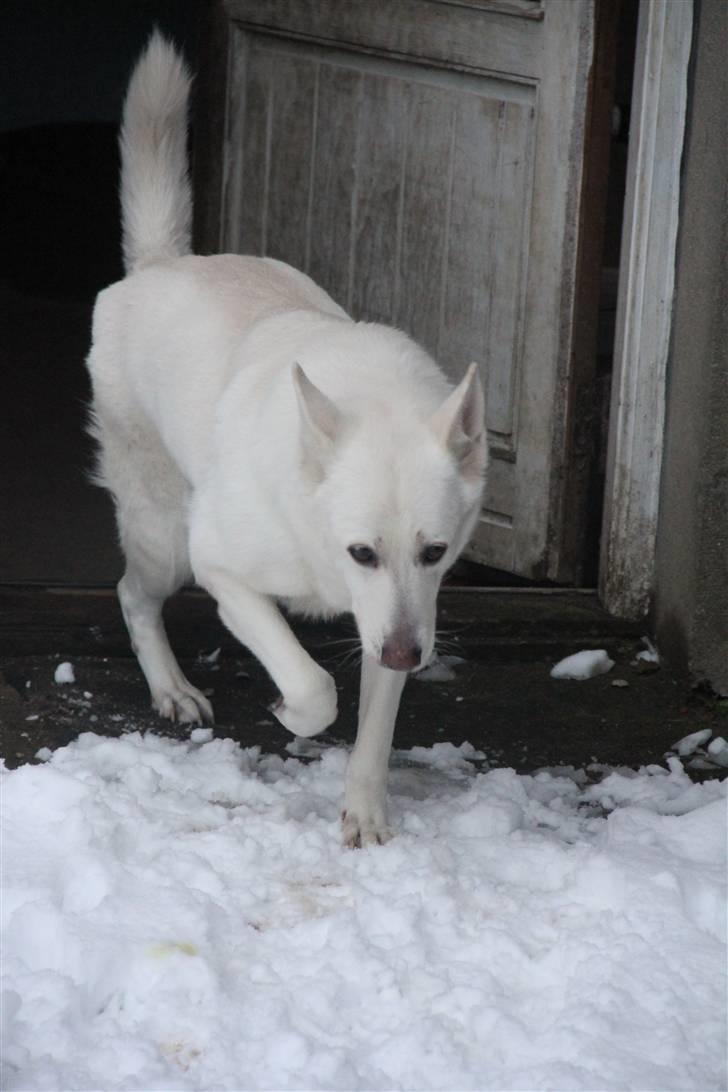 Hvid Schweizisk Hyrdehund Jessie White 06-07-2011 - Her kommer gamle Jessie :-)!  billede 6