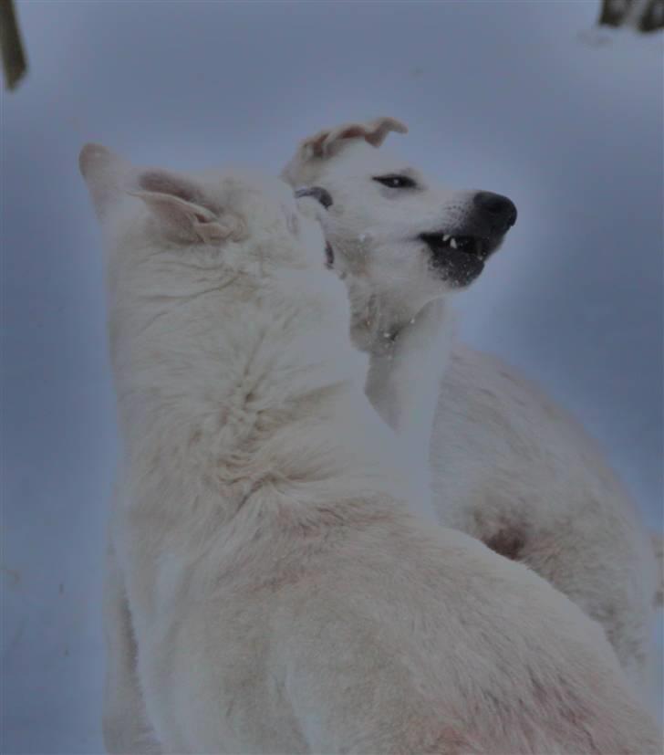 Hvid Schweizisk Hyrdehund Amica White 25.06.2013 - Bank er mor, kan jeg os få! Mit mest kreativeste foto, som jeg overhovedet har taget!  billede 6