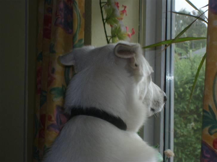 Hvid Schweizisk Hyrdehund Amica White 25.06.2013 - er der nogen? billede 7