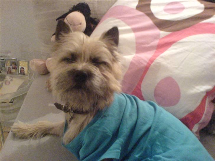 Cairn terrier oliver :)  - heh :D <3du er så dejlig <3 billede 3