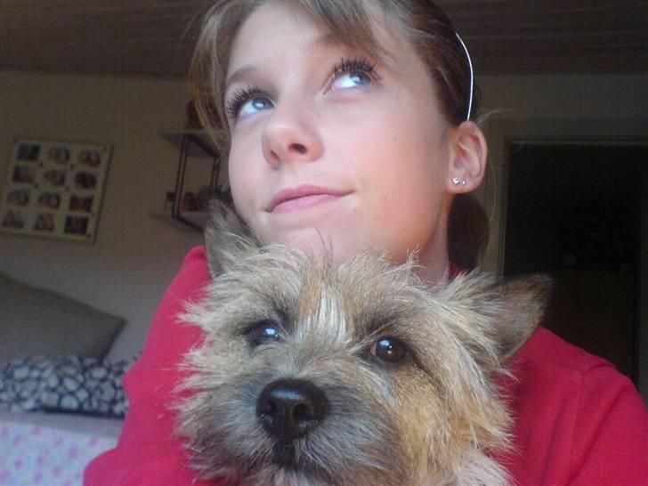 Cairn terrier oliver :)  - hvor er vi kære :) <33  billede 4