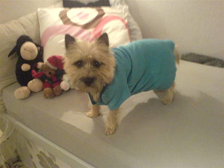 Cairn terrier oliver :)  - heh :) hvor er du dog kær <33  billede 5