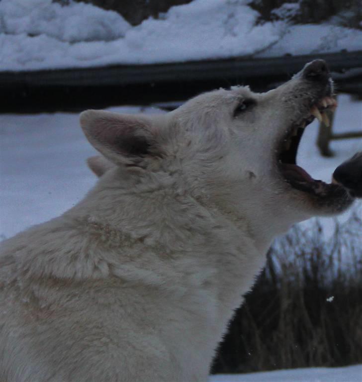 Hvid Schweizisk Hyrdehund Jessie White 06-07-2011 - En meget bestemt dame. billede 7