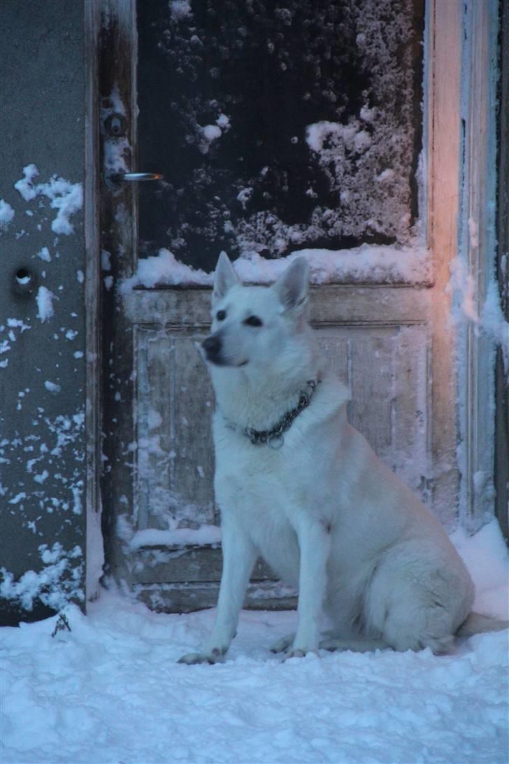 Hvid Schweizisk Hyrdehund Jessie White 06-07-2011 - Smukke tøs!  billede 8