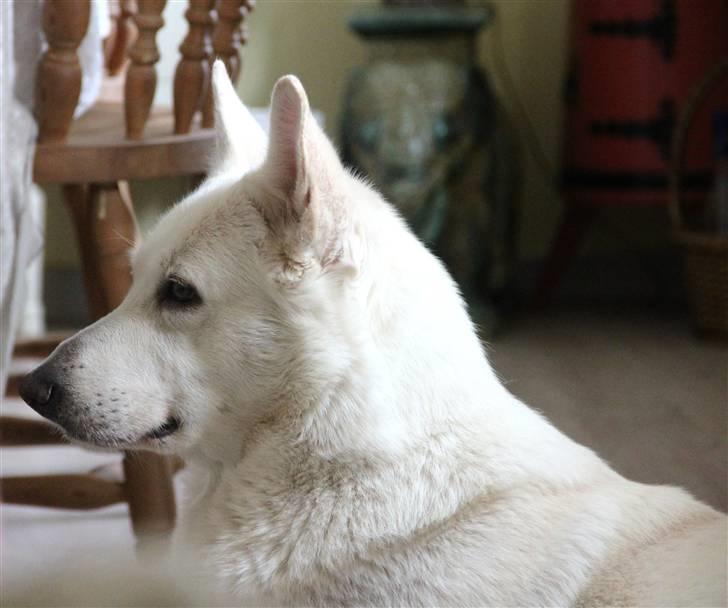 Hvid Schweizisk Hyrdehund Jessie White 06-07-2011 - Flot pige. 2011 billede 9