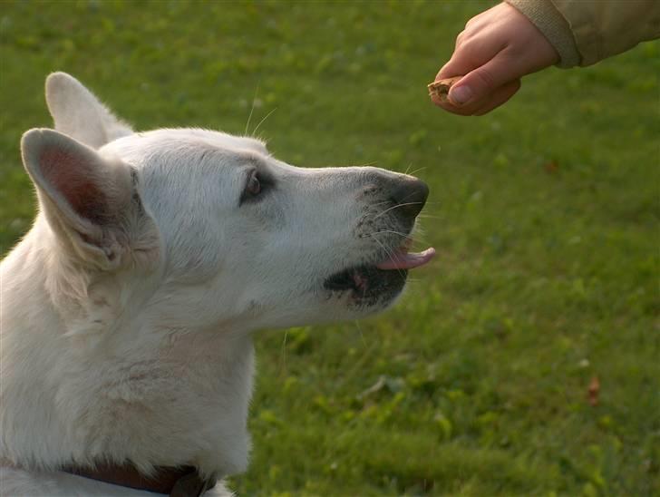 Hvid Schweizisk Hyrdehund Jessie White 06-07-2011 billede 10