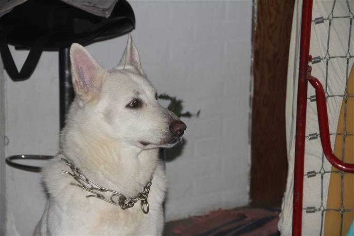 Hvid Schweizisk Hyrdehund Jessie White 06-07-2011 billede 11