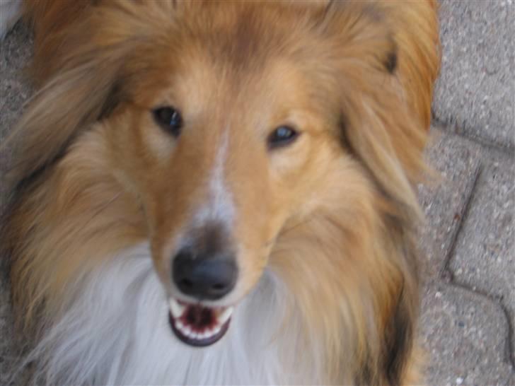 Shetland sheepdog Laban  billede 6