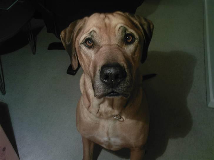 Rhodesian ridgeback Kento - En meget sød Kento. billede 1