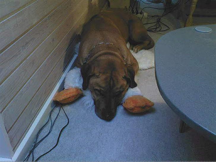 Rhodesian ridgeback Kento - Han elsker at lægge på noget blødt, såsom en stor bamse. billede 2