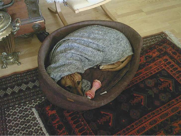 Rhodesian ridgeback Kento - At blive puttet er da også dejligt. billede 3