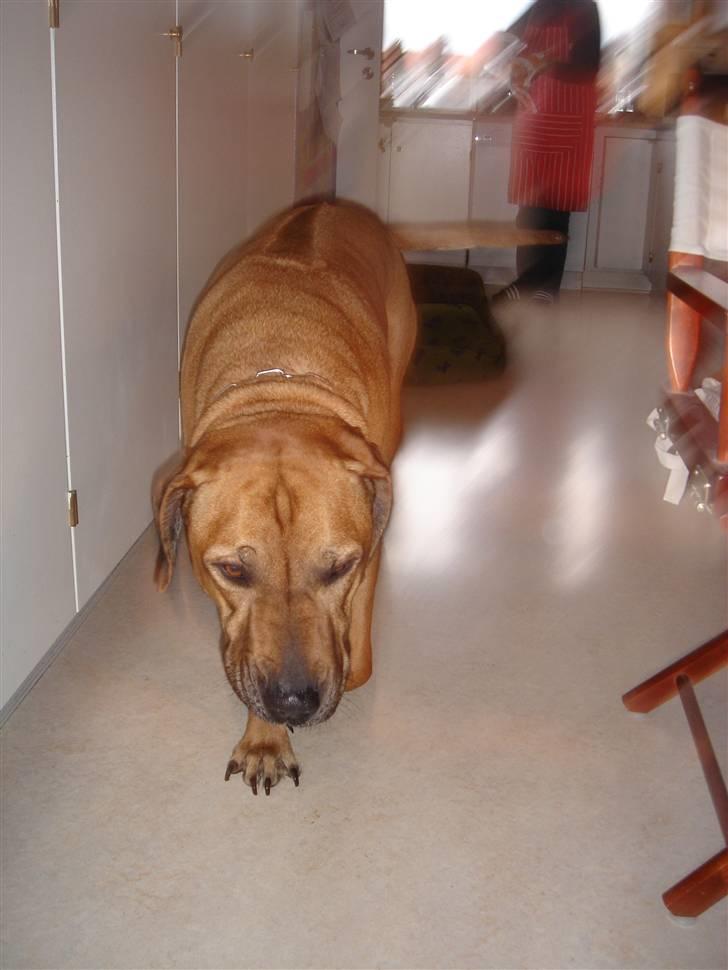 Rhodesian ridgeback Kento billede 4