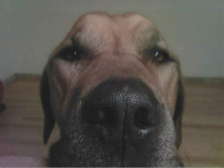 Rhodesian ridgeback Kento - Sådan kan kan tigge ved bordet! Ikke fordi han for lov. billede 5