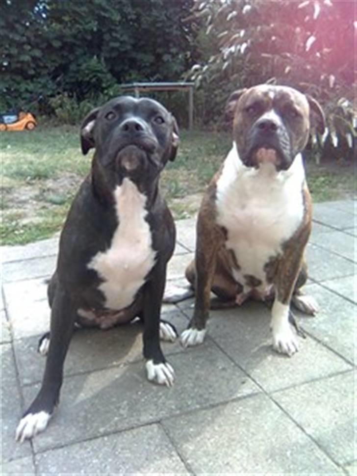 Amerikansk bulldog Topp's Magic Deville - NYT d. 1-8-2008 billede 6