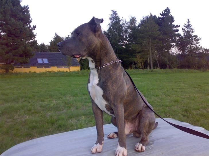 Amerikansk staffordshire terrier Max billede 18