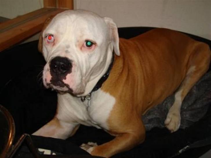 Amerikansk bulldog Bailey billede 15