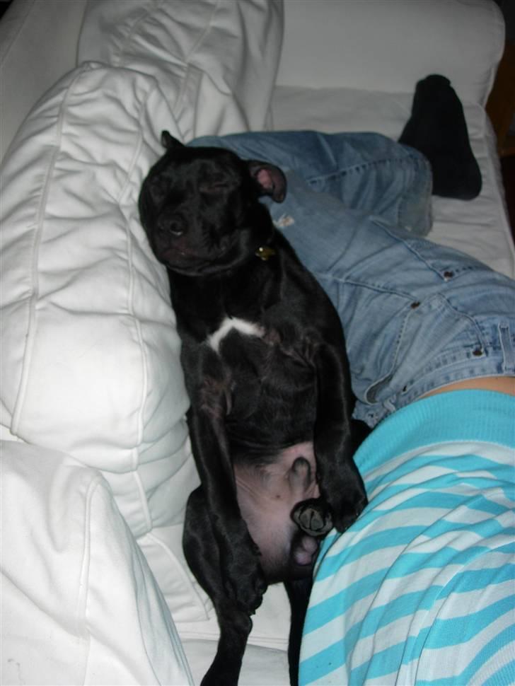 Staffordshire bull terrier Miclu - Putter med farmand billede 10