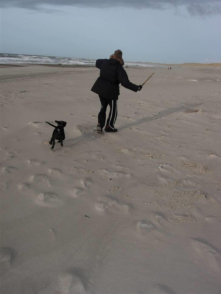 Staffordshire bull terrier Miclu - "kast den laaanngt billede 11