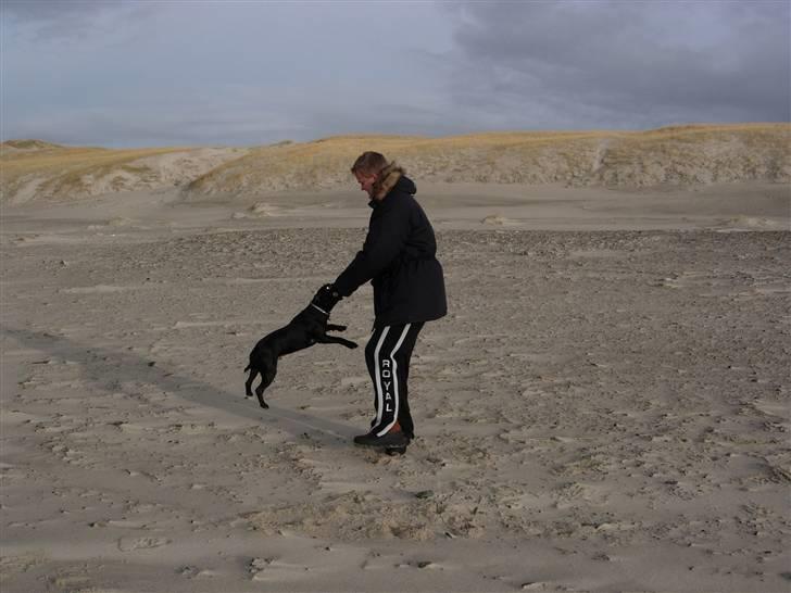 Staffordshire bull terrier Miclu - Snure rundt billede 12