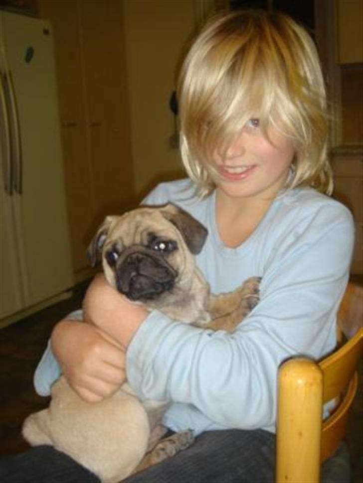 Mops Gismo - 12 uger gammel og på vej ud i en ny familie. billede 1