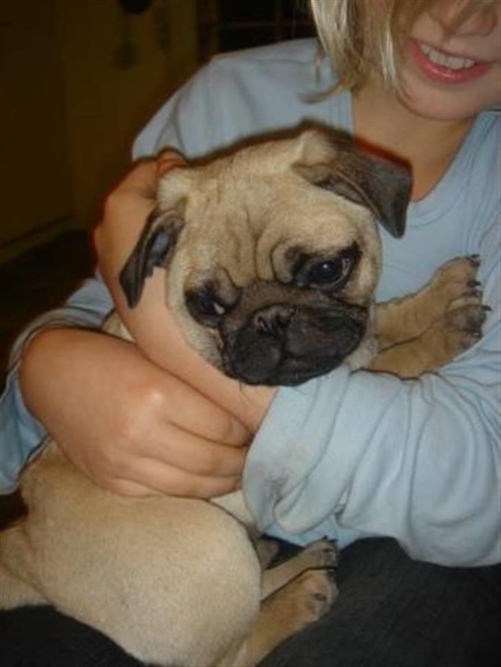 Mops Gismo billede 2