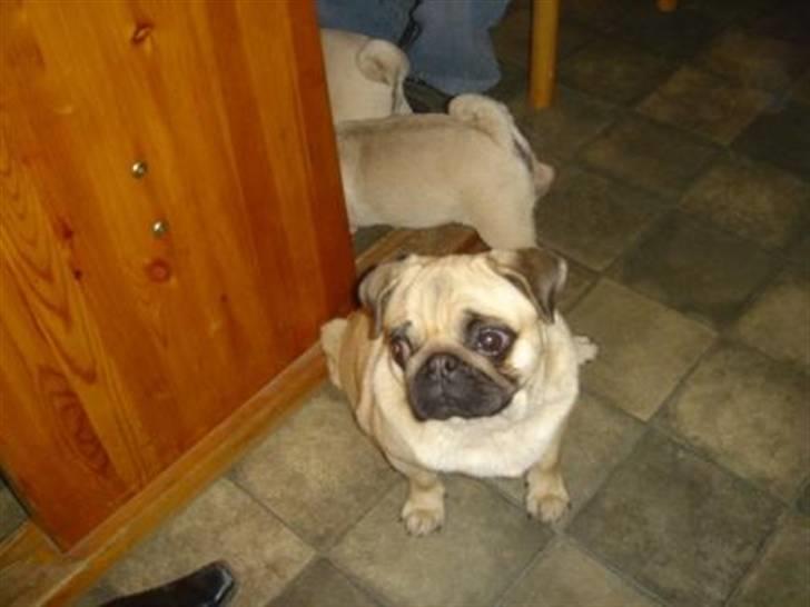 Mops Gismo billede 3