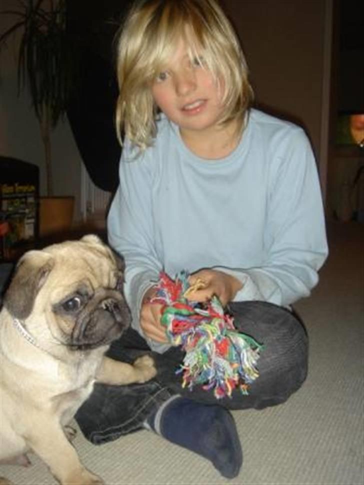 Mops Gismo - Sikke mange nye ting når man sådan kommer til et nyt hjem. billede 4