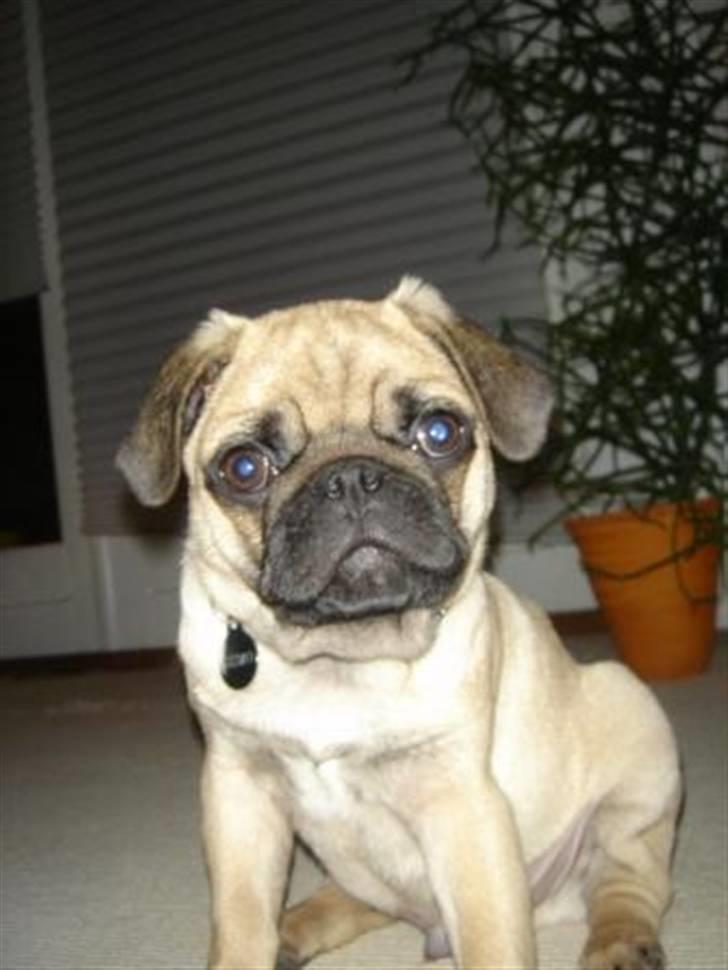 Mops Gismo - Er jeg ikke nuttet ... Hvem kan lade være med at holde af mig :o) billede 5