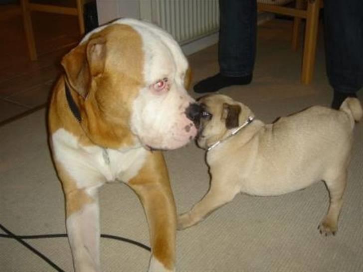 Mops Gismo billede 6