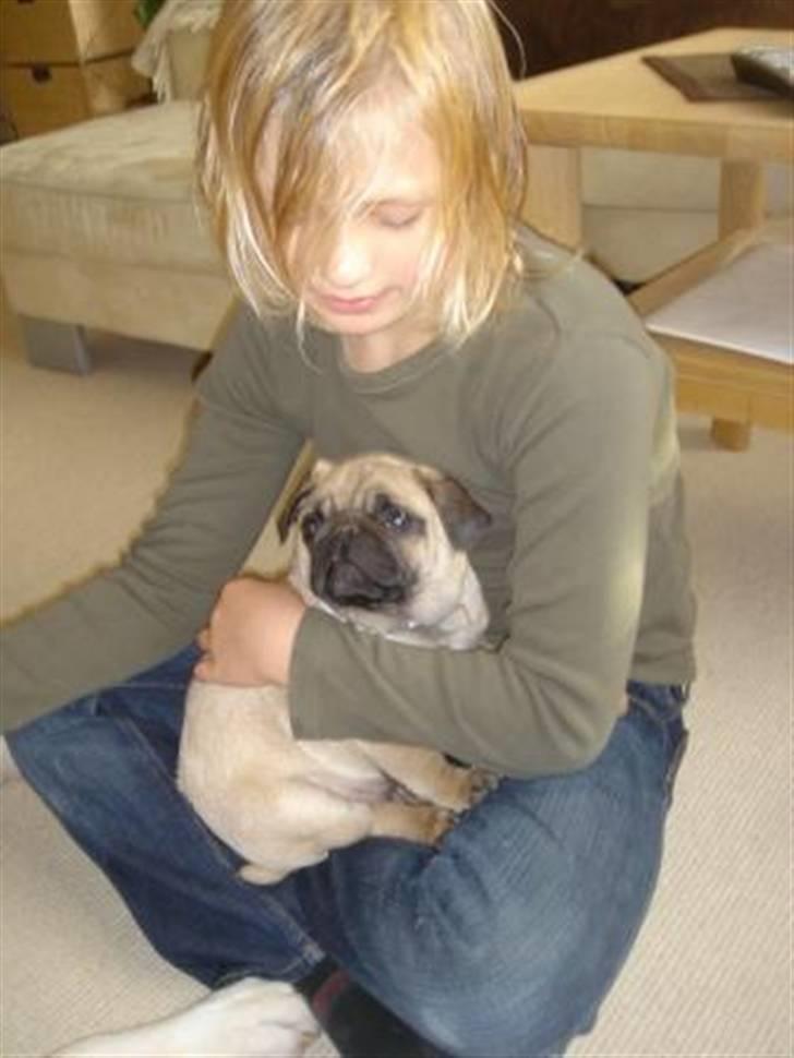 Mops Gismo - ihhh er der noget bedre end at ligge og blive nusset af ens bedste kammerat :o) billede 7