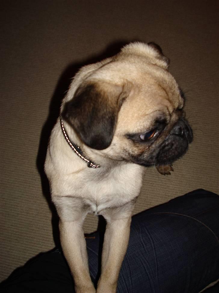 Mops Gismo billede 8