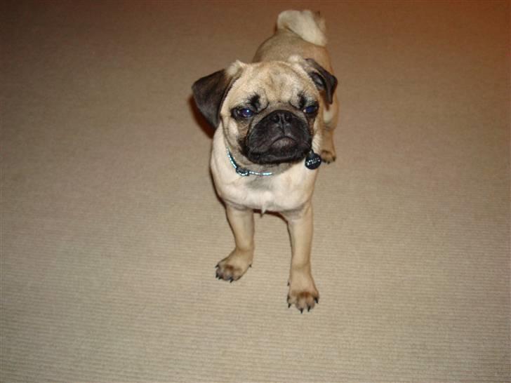 Mops Gismo billede 9