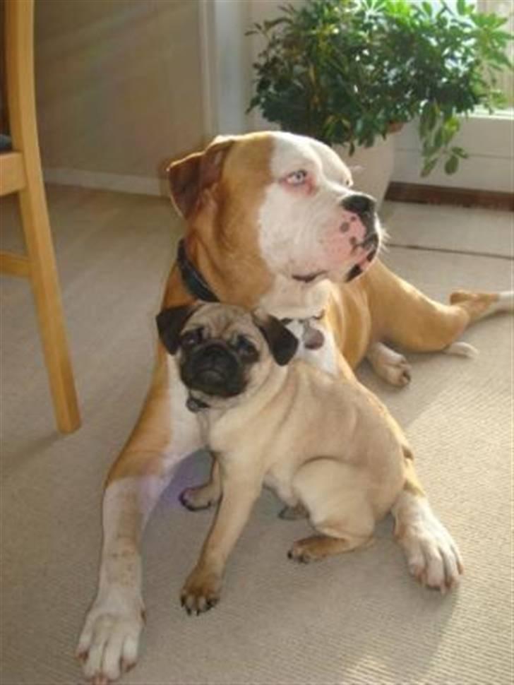 Mops Gismo - Bailey bor jeg også sammen med .... Ham driller jeg temmelig tit *gg* billede 10