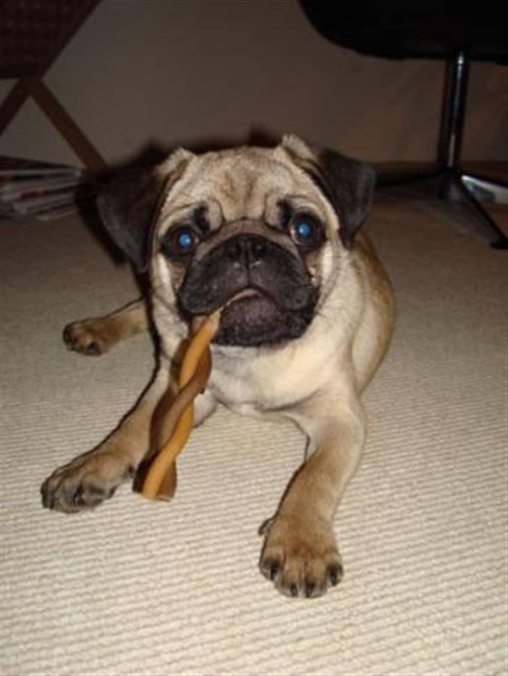 Mops Gismo - Umm elsker godbidder og kødben. billede 11