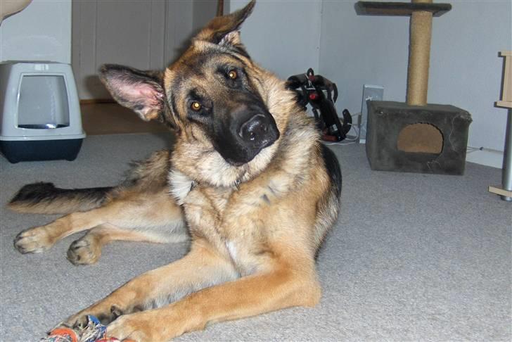 Schæferhund Figo - Er jeg ikke smuk billede 1