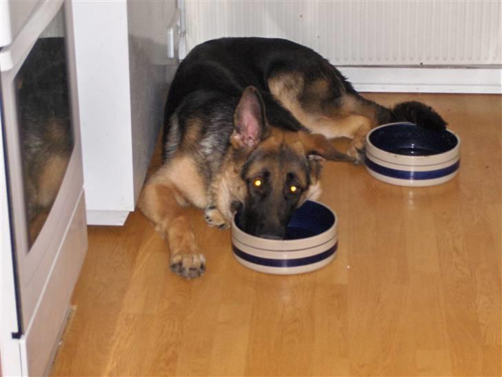 Schæferhund Figo - Hvornår bliver maden serveret billede 2