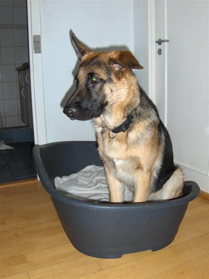 Schæferhund Figo - Jeg sidder stille i kurven billede 3