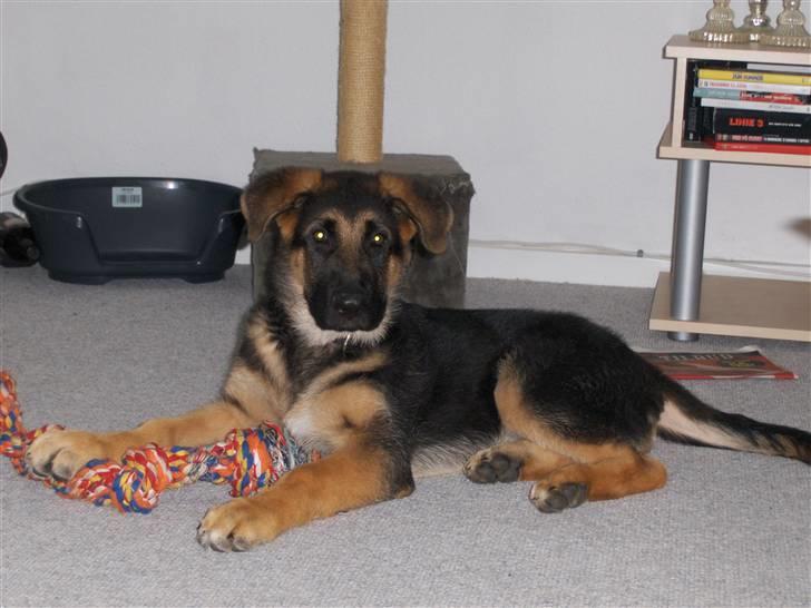 Schæferhund Figo - Er der nogen der vil lege billede 4