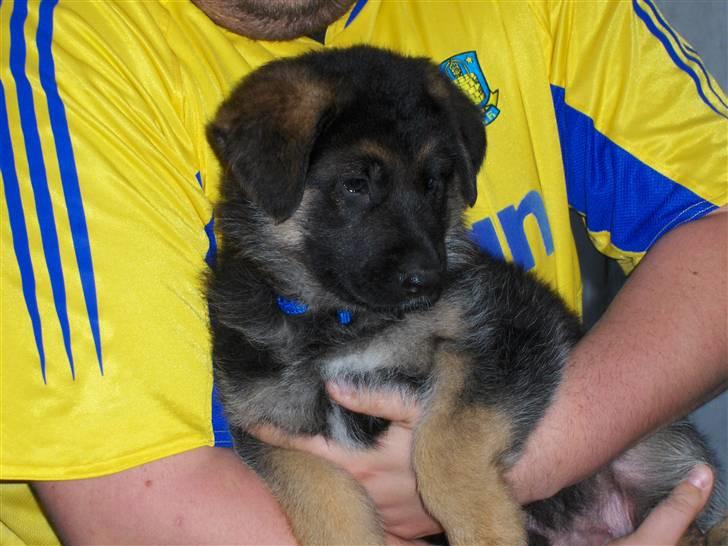 Schæferhund Figo - Opfostret med fodbold billede 5