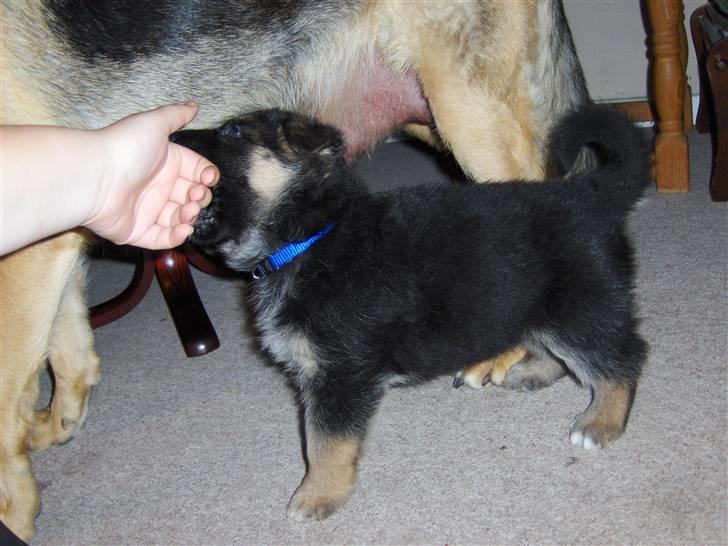 Schæferhund Figo - 4 uger gammel billede 6