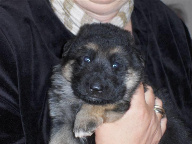 Schæferhund Figo - 3 uger gammel billede 7