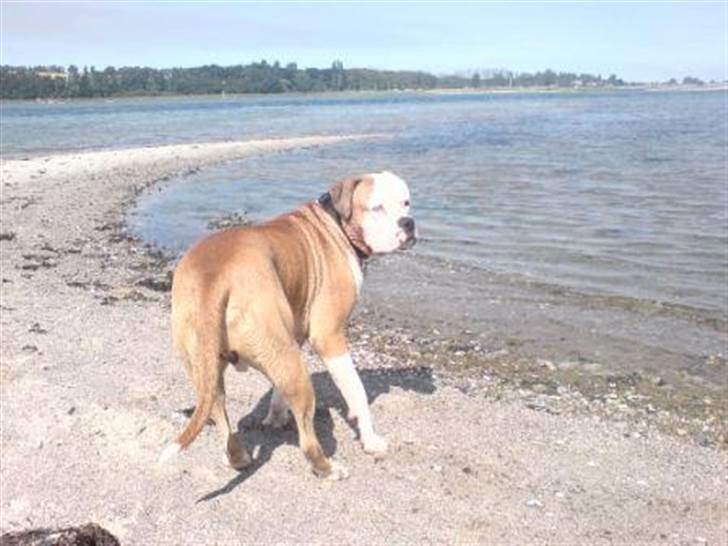 Amerikansk bulldog Bailey billede 16