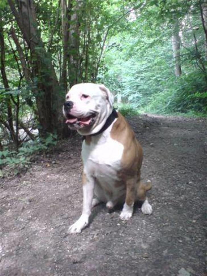 Amerikansk bulldog Bailey billede 17