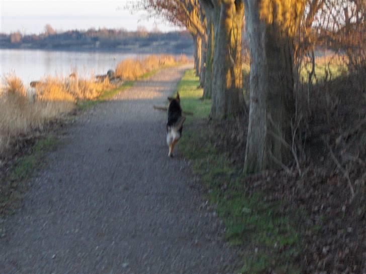 Schæferhund Figo - Juhuu jeg har fanget en pind billede 8