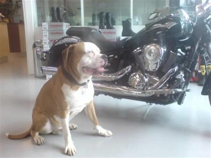 Amerikansk bulldog Bailey billede 18