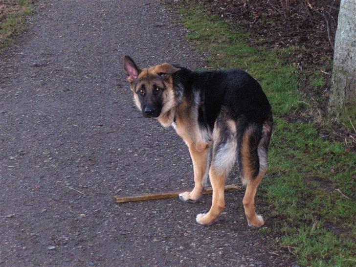 Schæferhund Figo - Skal du med?? billede 9