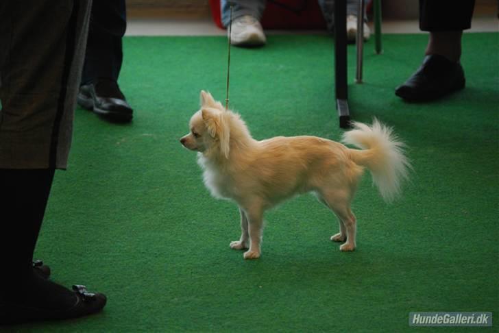 Chihuahua "Hermes" DKCh.  billede 15