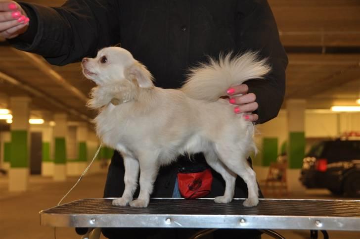 Chihuahua "Hermes" DKCh.  billede 16