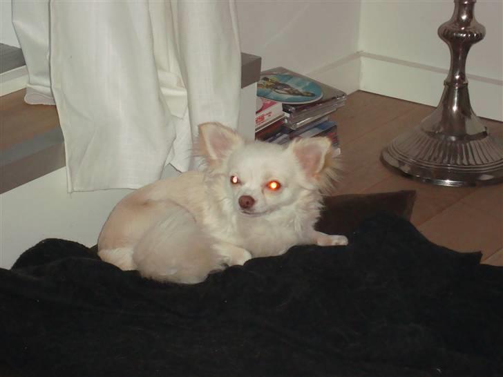 Chihuahua "Hermes" DKCh.  billede 17